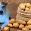 Можно ли картофель собакам