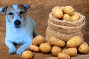 Можно ли картофель собакам