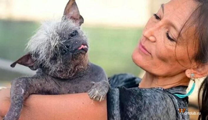 Мистер Счастливая Мордочка-победитель конкурса самая уродливая собака в мире