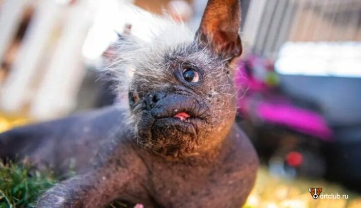 Победитель конкурса самая уродливая собака в мире 2022