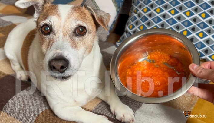 Морковный суп Моро для собак пошаговый рецепт