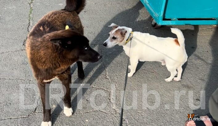 Нужно ли бояться собак с бирками в ухе
