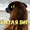 Собаки с желтой биркой на ухе