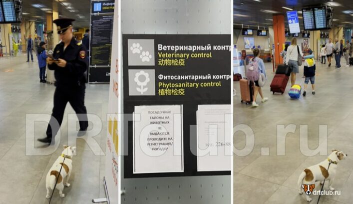 Допустимый вес собаки для перелёта в салоне самолёта