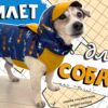 Жилетка для собаки своими руками