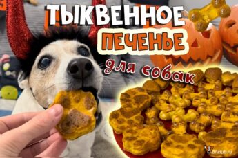 Печенье из тыквы для собаки