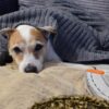 Опасные причины храпа у собак
