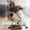 Что такое вибриссы у собак
