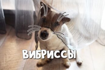 Что такое вибриссы у собак
