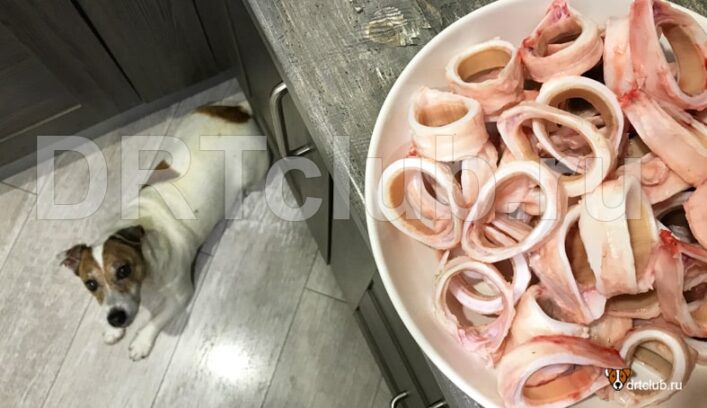 Как приготовить трахею для собаки