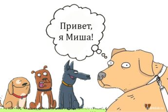Почему домашних животных запрещено называть именами людей