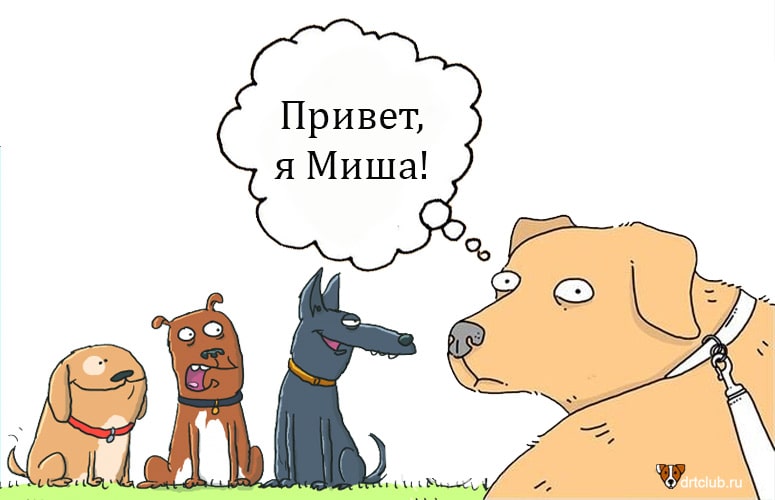 Почему домашних животных запрещено называть именами людей