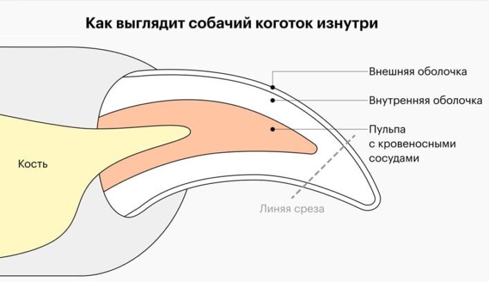 Строение когтей у собак