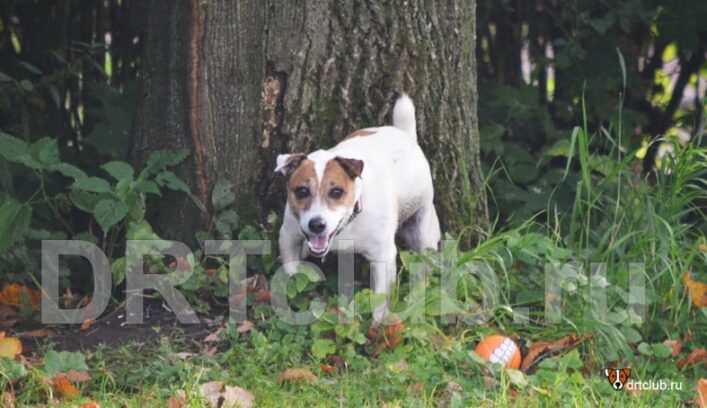 Как отучить щенка гадить дома