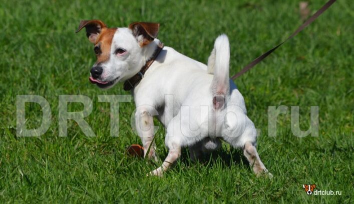 Как приучить собаку ходить в туалет на улице