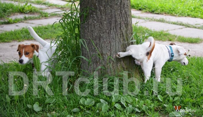 Как приучить собаку к туалету на улице