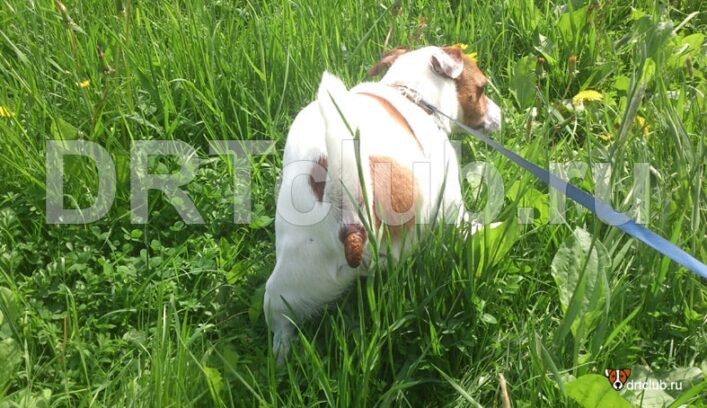 Как приучить собаку к выгулу