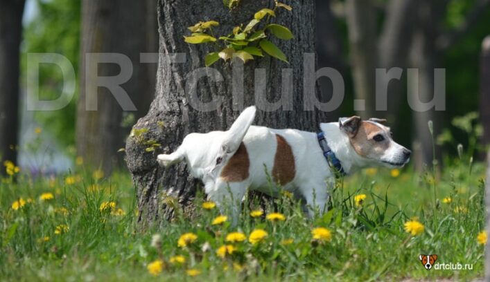 Как приучить щенка к туалету на улице