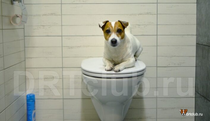 Как приучить собаку к выгулу