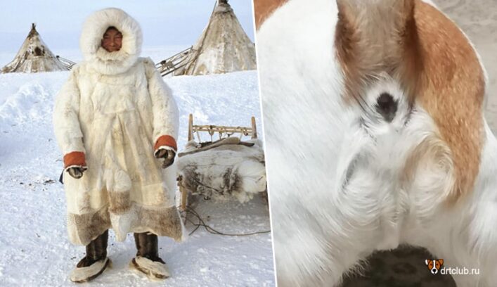 Эскимос на жопке собаки