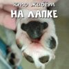 Мишка на лапке у собаки