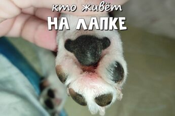 Мишка на лапке у собаки