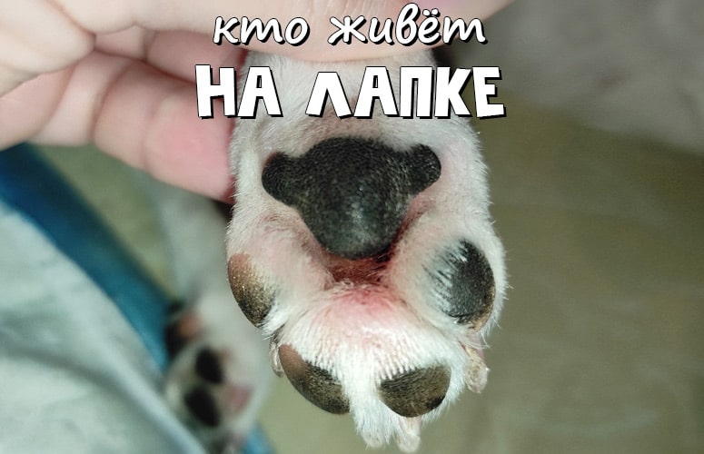 Мишка на лапке у собаки