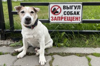 Где гулять с собаками