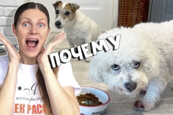 Не стоит заводить собаку