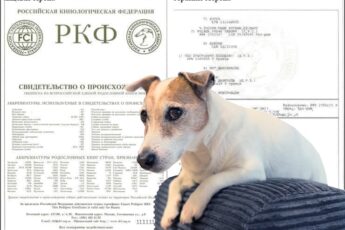 Где сделать родословную собаке