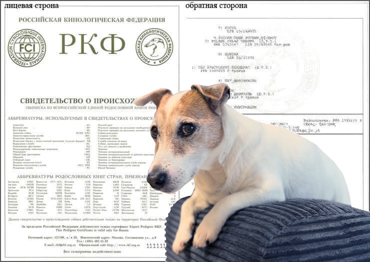 Где сделать родословную собаке