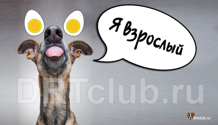 Пёс лижет яйца