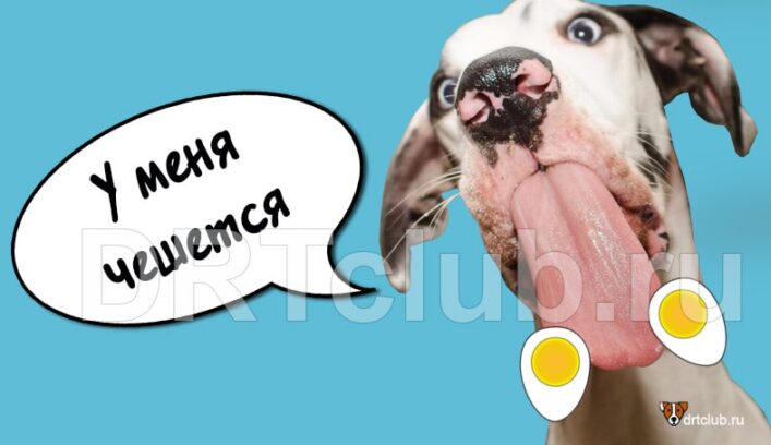 Собака постоянно лижет яйца