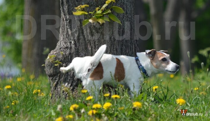 Собака смотрит вам в глаза в самый ответственный момент