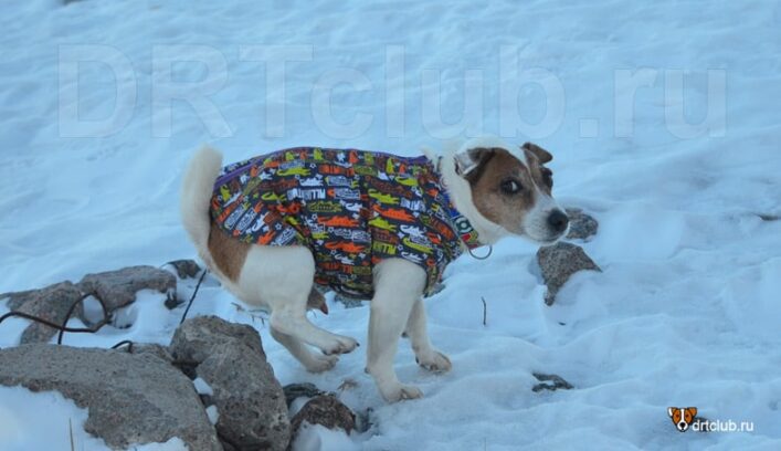 Собака смотрит вам в глаза во время туалета