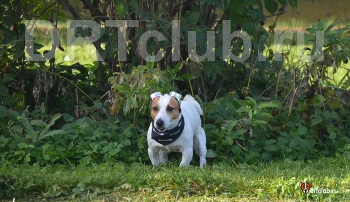 Собака пристально смотрит на вас во время туалета