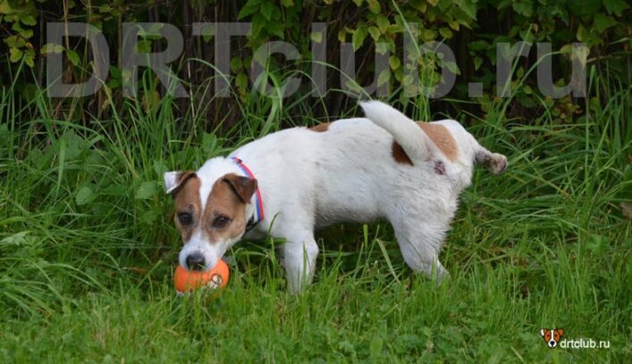 Собака смотрит хозяину в глаза в самый ответственный момент