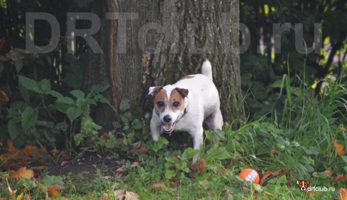 Собака смотрит хозяину в глаза во время туалета