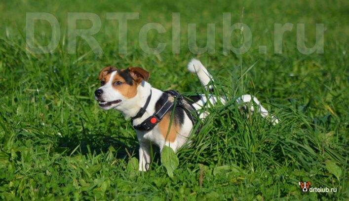 Собака пристально смотрит на хозяина во время туалета