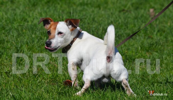 Собака смотрит на вас, когда делает свои туалетные дела