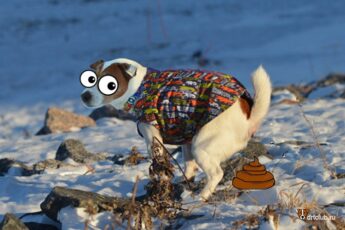 Собака смотрит вам в глаза, когда садится в туалет по большому