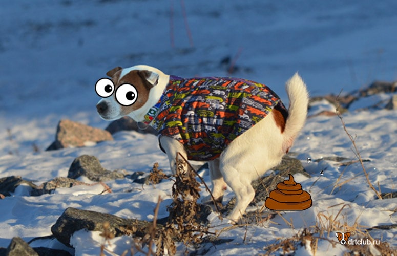 Собака смотрит вам в глаза, когда садится в туалет по большому