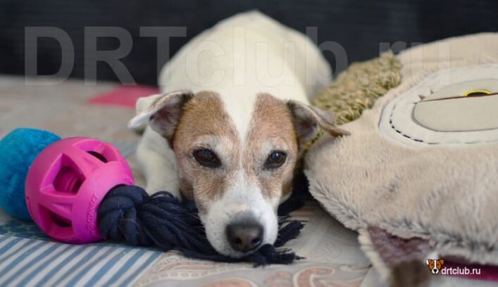 Собака пристально смотрит на человека