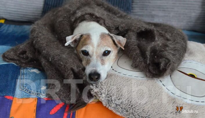 Почему собака щурится при взгляде на хозяина