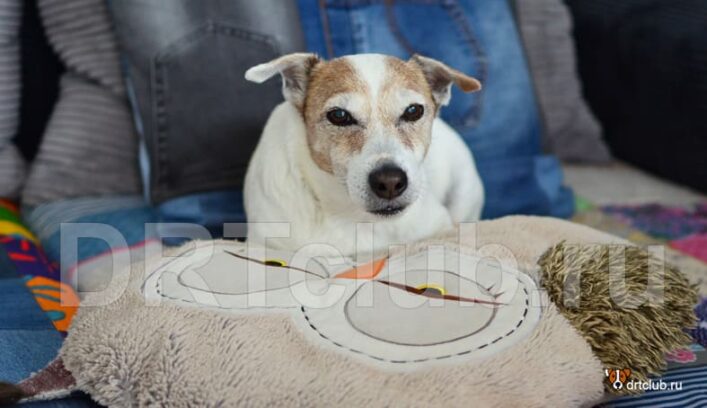 Почему собака щурит глаза, глядя на хозяина