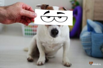 Собака щурит глаза