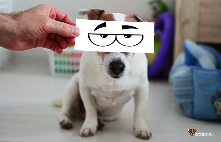 Собака щурит глаза