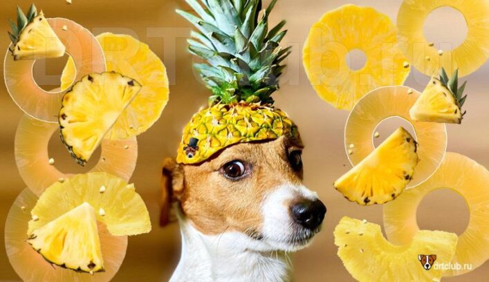 Собака ест ананас