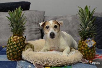 Почему собакам можно ананас