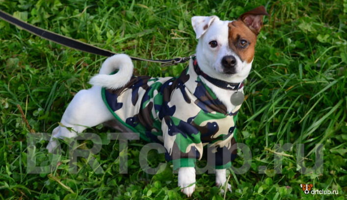 Постоянный лай у собаки